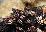 DuCoq - Percebes - 02