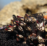 DuCoq - Percebes - 02